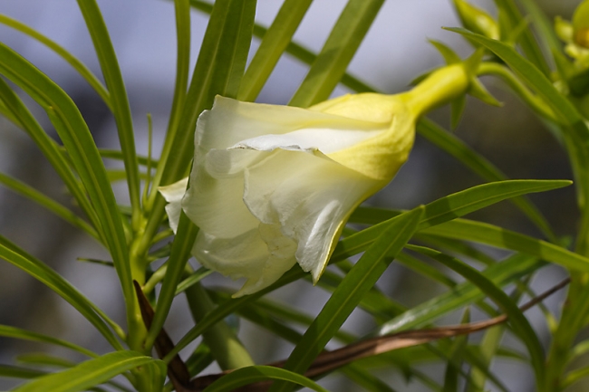 Fleurs Nanthawan Aout 2010-022